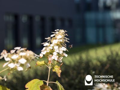 Im Sommer 2020 ging es für TH-Student Francisco Tahhan an die Southern Denmark University. Foto: TH Lübeck 