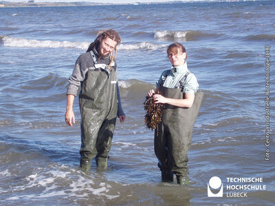 Vorbereitung der Promotionsarbeit - Mitglieder der Arbeitsgruppe Biotechnologie bei der Algenernte im Skagerrak. Foto: Centrum Industrielle Biotechnologie (CIB)