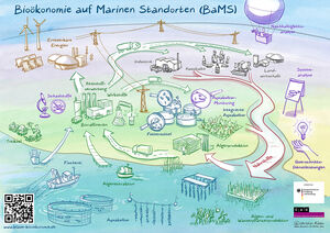 Die strategische BaMS Roadmap verbindet die verschiedenen Elemente der blauen Bioökonomie zu einer aquatischen Kreislaufwirtschaft. Grafik: Christian Ridder, www.business-as-visual.com
